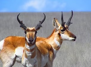 Antelope List Image