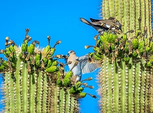 Game Birds List Image