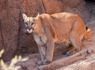 Cougar List Image